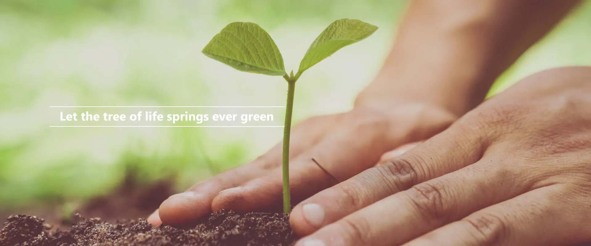 بگذار درخت زندگی همیشه سبز باشد
